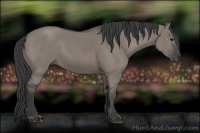 Horse Color:Grullo Rabicano 