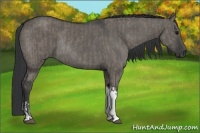 Horse Color:Grullo Rabicano  and Grullo Rabicano 