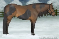 Horse Color:Smoky Black  and Buckskin 