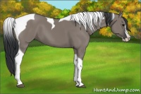 Horse Color:Grullo Splash Tobiano 