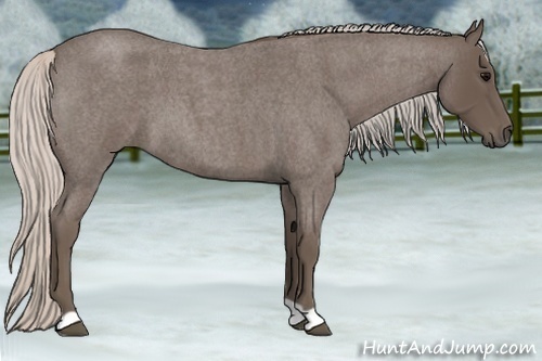 Horse Color:Silver Blue Roan 