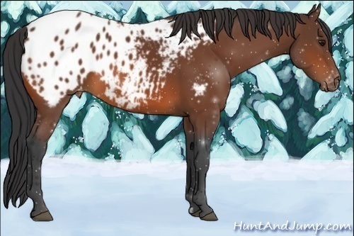 Horse Color:Bay Appaloosa 