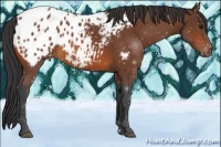 Horse Color:Bay Appaloosa