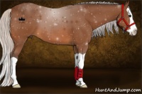 Horse Color:Silver Bay Splash 