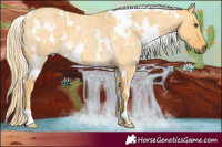 Horse Color:White Spotted Palomino Roan Dun 