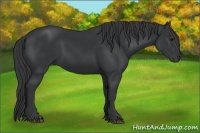 Horse Color:Black 