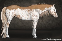 Horse Color:Chestnut Splash and Chestnut Splash
