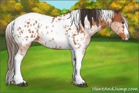 Horse Color:Bay Splash Tobiano Appaloosa and Bay Splash Tobiano Appaloosa Rabicano
