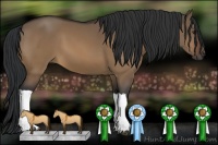 Horse Color:Brown Dun 