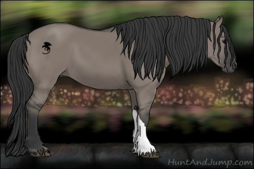 Horse Color:Grullo 