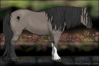 Horse Color:Grullo 
