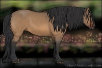 Horse Color:Bay Dun