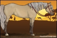 Horse Color:Silver Bay Dun 