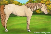 Horse Color:Gold Champagne Dun 