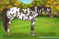 Horse Color:White Spotted Liver Chestnut Appaloosa 