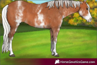 Horse Color:White Spotted Silver Bay Splash 