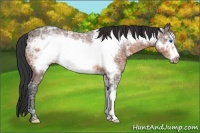 Horse Color:Bay Ice Frame 