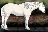 Horse Color:Cremello Splash Appaloosa 