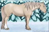 Horse Color:Palomino Pearl