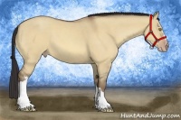 Horse Color:Amber Champagne Dun 