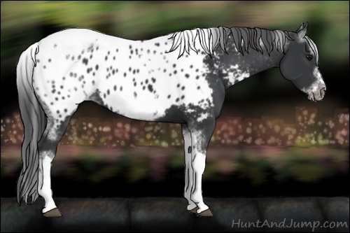 Horse Color:White Spotted Black Splash Tobiano Frame Appaloosa 