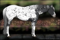 Horse Color:White Spotted Black Splash Tobiano Frame Appaloosa 