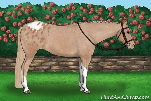 Horse Color:Chestnut Tobiano Appaloosa 