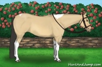 Horse Color:Buckskin Roan Dun Tobiano 