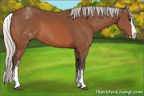 Horse Color:White Spotted Silver Bay Splash 