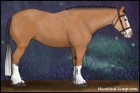 Horse Color:Bay Splash 