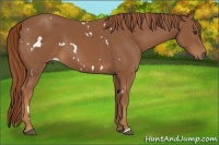 Horse Color:White Spotted Chestnut