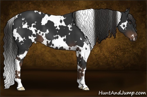 Horse Color:White Spotted Liver Chestnut 