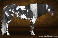 Horse Color:White Spotted Liver Chestnut 