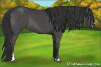 Horse Color:Black Sabino