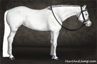 Horse Color:Cremello Sabino and Cremello Sabino