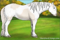 Horse Color:Cremello Sabino  and Cremello Sabino 