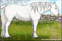 Horse Color:Palomino Near Leopard  and Gray Palomino Near Leopard 