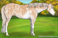 Horse Color:Cremello Sabino  and Gray Cremello Sabino 