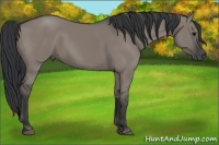 Horse Color:Grullo 