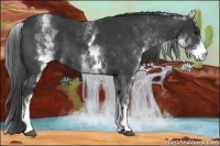 Horse Color:White Spotted Black