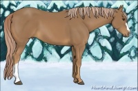 Horse Color:Palomino