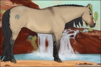 Horse Color:Bay Roan Dun 