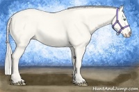 Horse Color:Cremello Dun 