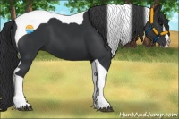 Horse Color:Black Splash Tobiano 