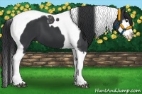Horse Color:Black Splash Tobiano