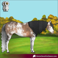 Horse Color:Brown Dun Sabino Splash