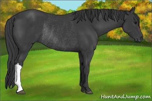 Horse Color:Smoky Black Rabicano 