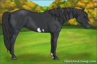 Horse Color:Black Frame 