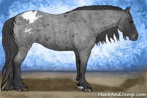 Horse Color:Blue Roan Varnish 