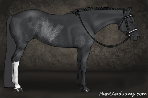 Horse Color:Black Rabicano and Black Rabicano